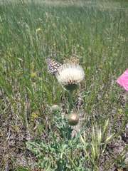 Cirsium canescens