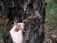 Eucalyptus paniculata