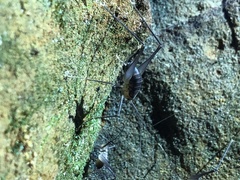 Euhadenoecus puteanus