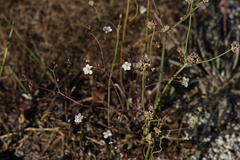 Eriogonum nudum nudum