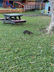 Dasyprocta fuliginosa