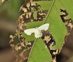 Epiplema conflictaria