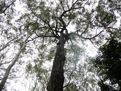 Eucalyptus paniculata