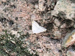 Macaria guenearia