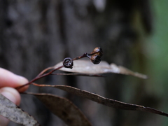 Eucalyptus paniculata