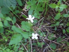Phlox adsurgens
