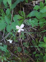 Phlox adsurgens