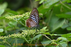 Graphium xenocles
