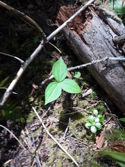 Trillium ovatum