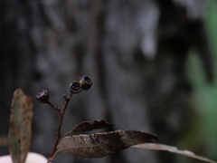 Eucalyptus paniculata