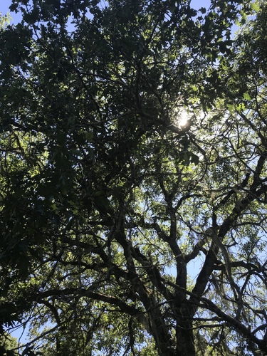 iNaturalist observation photo of California black oak