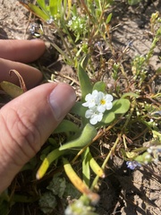 Plagiobothrys mollis