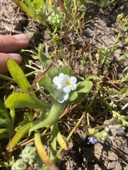 Plagiobothrys mollis