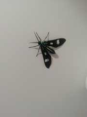 Leucotmemis nexa