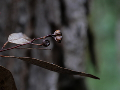 Eucalyptus paniculata