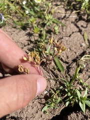 Gratiola heterosepala