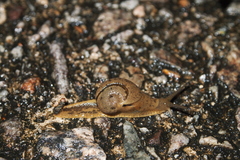 Megaustenia imperator