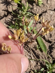 Gratiola heterosepala