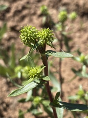 Grindelia nana
