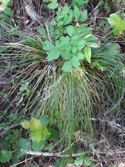Xerophyllum tenax
