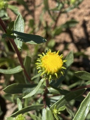 Grindelia nana