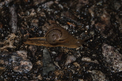 Megaustenia imperator