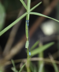 Aciagrion