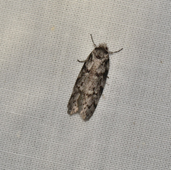 Ericrypsina ductaria