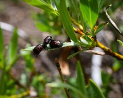 Chrysomela aeneicollis