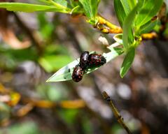 Chrysomela aeneicollis