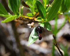Chrysomela aeneicollis
