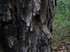 Eucalyptus paniculata