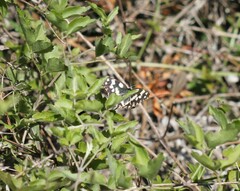 Melanargia galathea