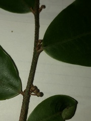 Micropholis venulosa