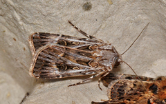 Agrotis radians
