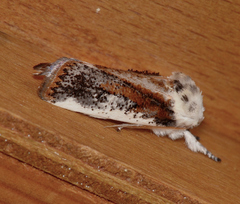 Cryptophasa albacosta