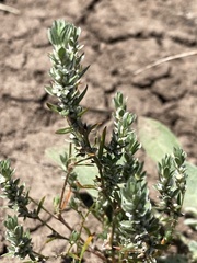 Polygonum polygaloides confertiflorum