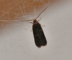 Lecithocera terrigena