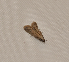 Hygraula pelochyta