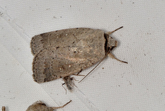 Proteuxoa leptochroa