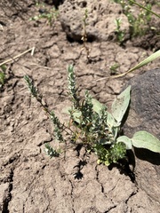 Polygonum polygaloides confertiflorum