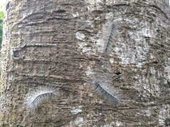 Chrysaeglia magnifica