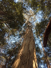 Eucalyptus dalrympleana