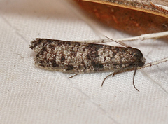 Lepidoscia annosella