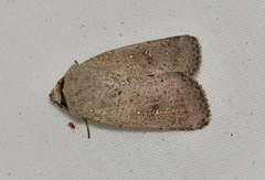 Proteuxoa leptochroa