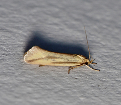 Corynotricha antipodella
