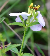 Rhexia mariana mariana