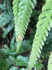 Adoxophyes privatana