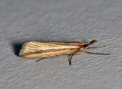 Hednota megalarcha