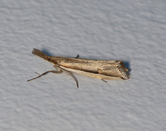 Hednota invalidellus